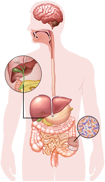 Gastrointestinal (GI) Surgery